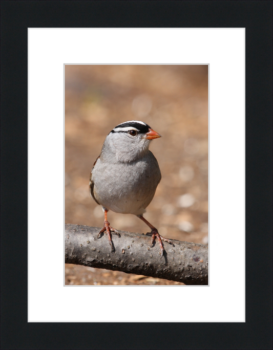 White-crowned Sparrow (Zonotrichia leucophrys) - Great Pictures Framed