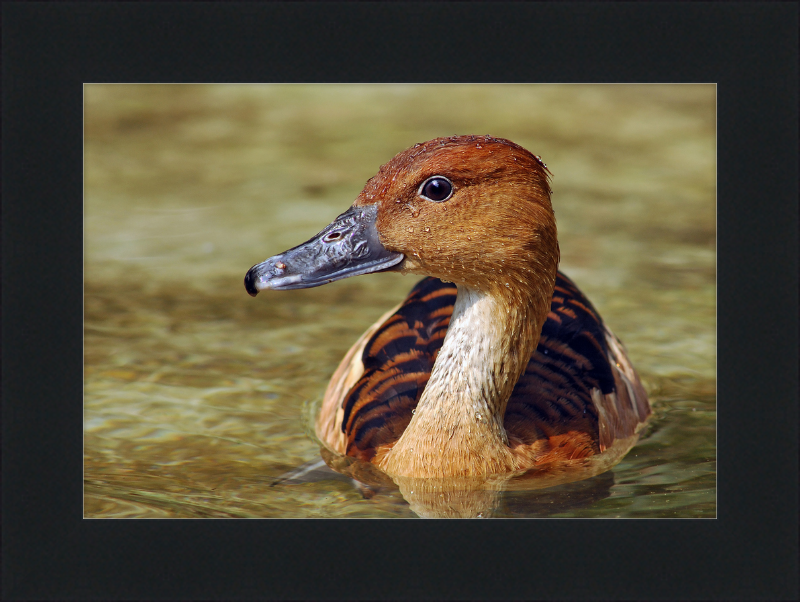 The Wilhelma Whistling Duck - Great Pictures Framed