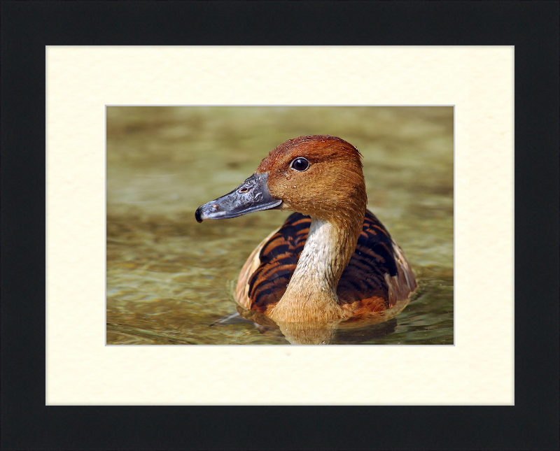 The Wilhelma Whistling Duck - Great Pictures Framed