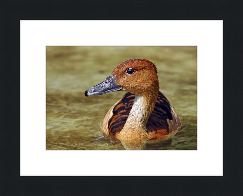 The Wilhelma Whistling Duck - Great Pictures Framed