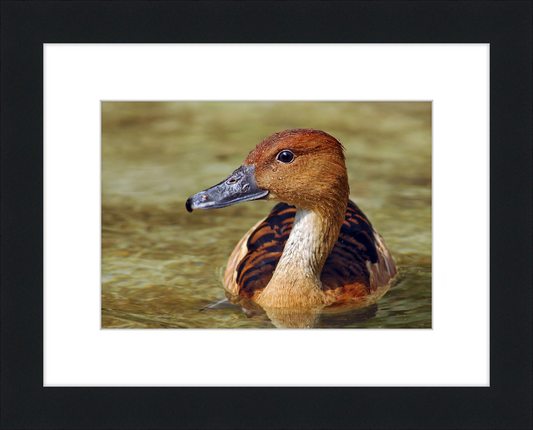 The Wilhelma Whistling Duck - Great Pictures Framed
