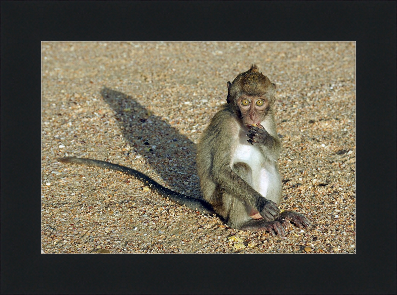 Macaca Fascicularis - Great Pictures Framed
