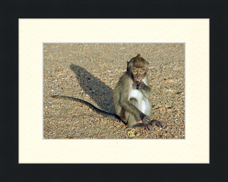Macaca Fascicularis - Great Pictures Framed