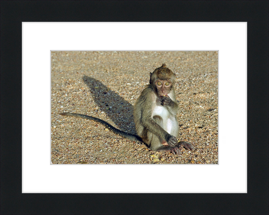 Macaca Fascicularis - Great Pictures Framed