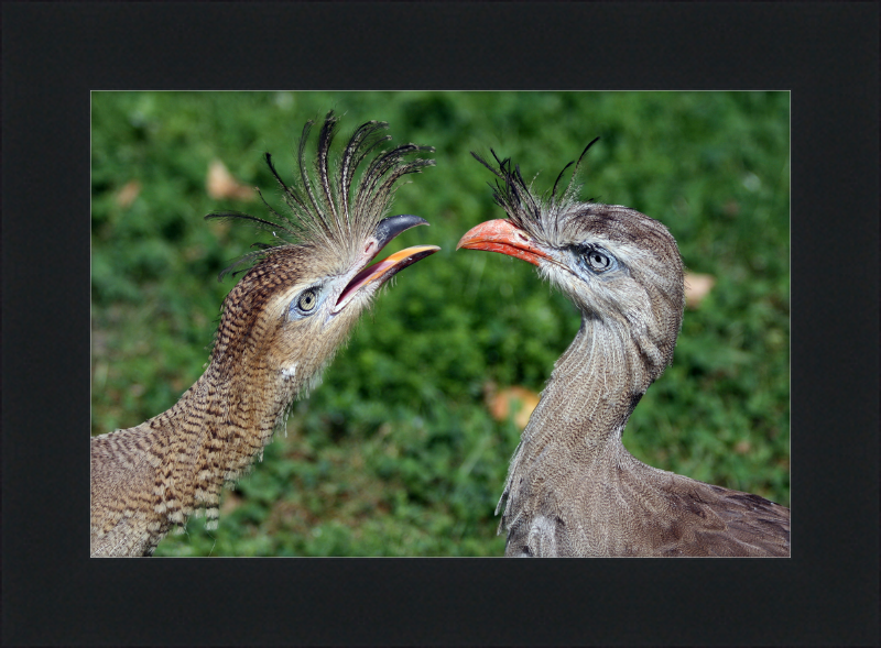 The Red-legged Seriema of Vienna - Great Pictures Framed