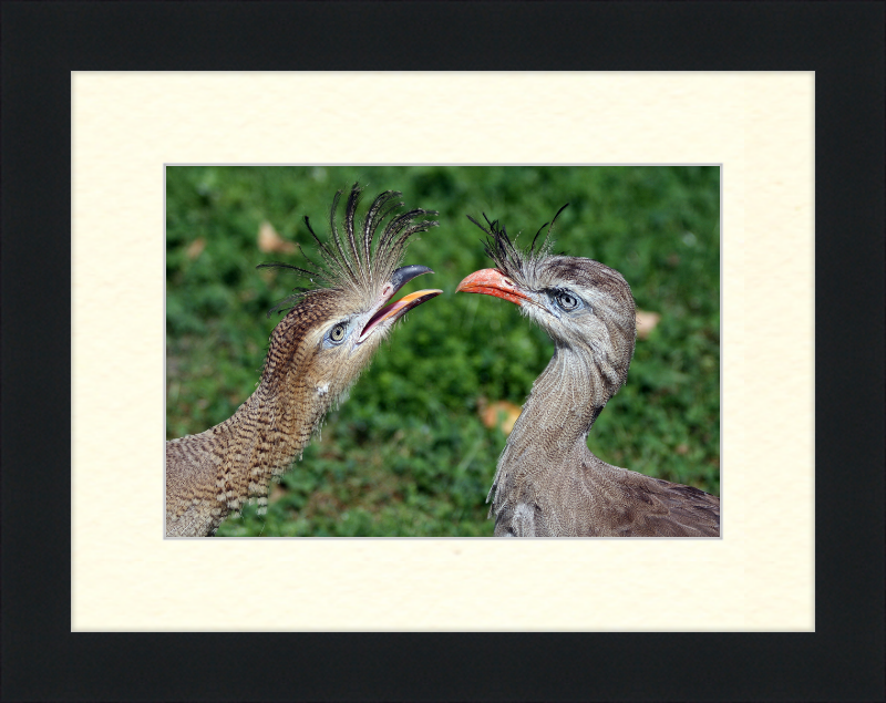 The Red-legged Seriema of Vienna - Great Pictures Framed