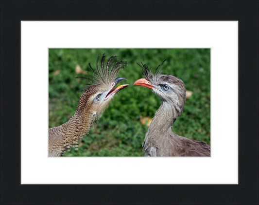 The Red-legged Seriema of Vienna - Great Pictures Framed