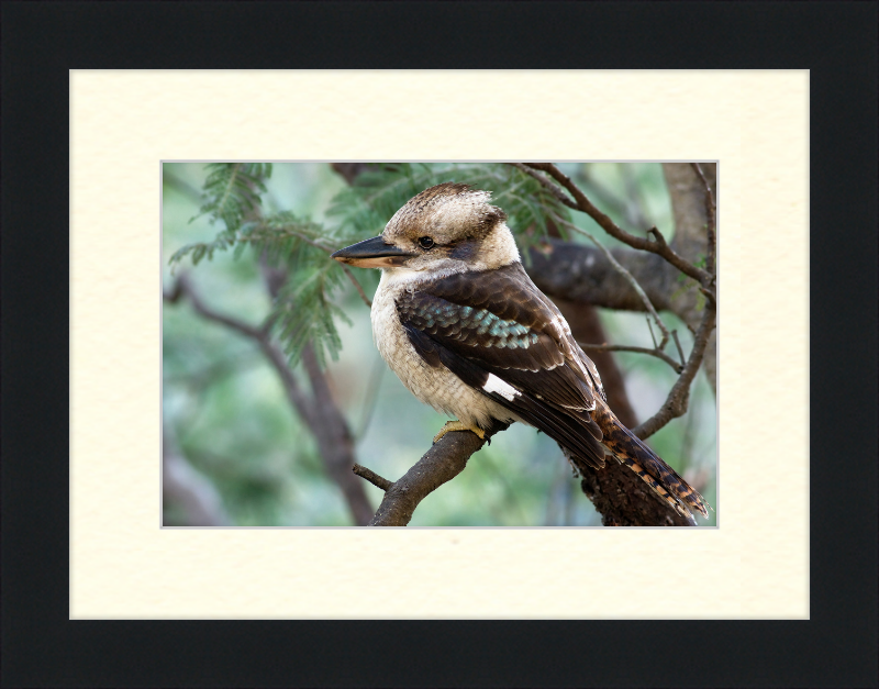 The New Guinea Kingfisher in its Natural Habitat - Great Pictures Framed