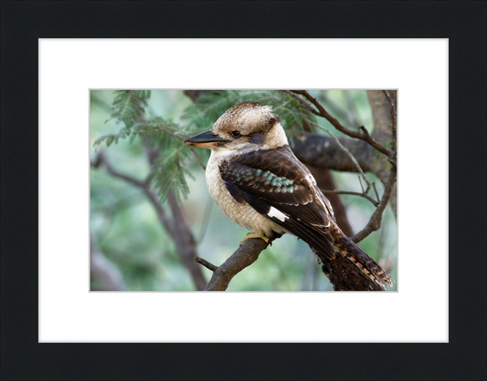 The New Guinea Kingfisher in its Natural Habitat - Great Pictures Framed