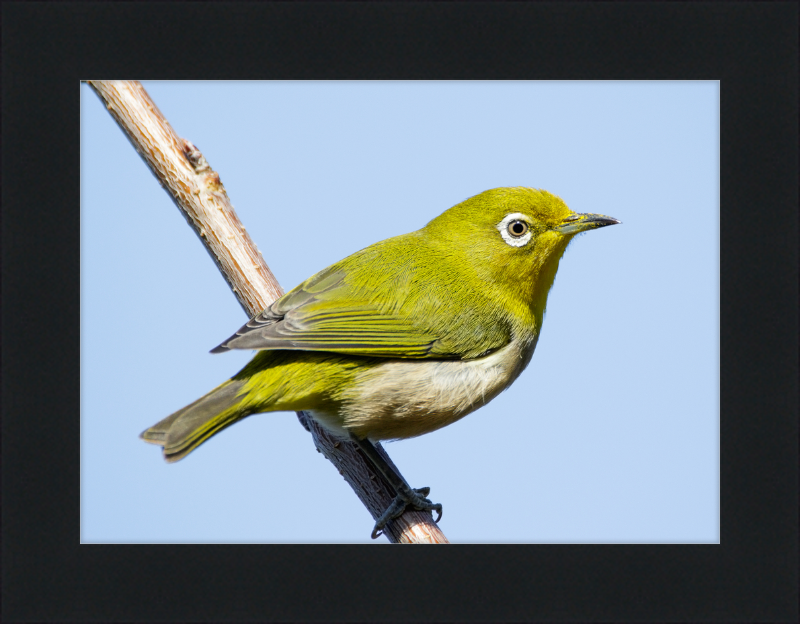 Japanese white-eye at Tennoji Park in Osaka, Japan - Great Pictures Framed