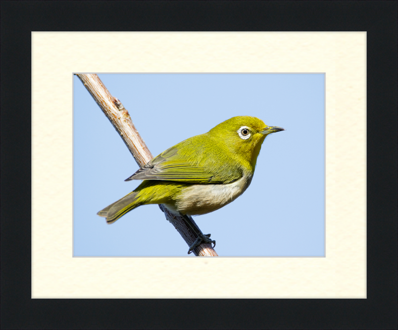 Japanese white-eye at Tennoji Park in Osaka, Japan - Great Pictures Framed