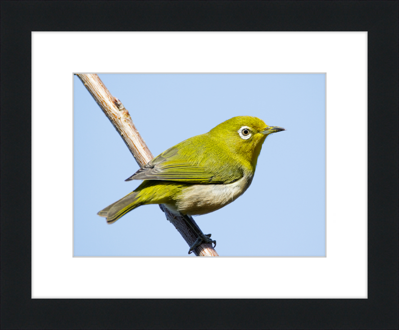 Japanese white-eye at Tennoji Park in Osaka, Japan - Great Pictures Framed