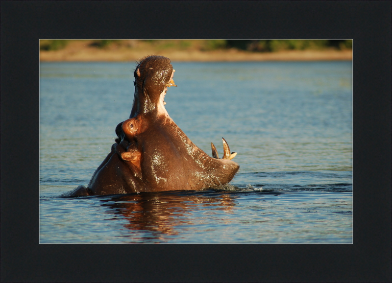 A Hippopotamus at Chobe River Front, Botswana - Great Pictures Framed