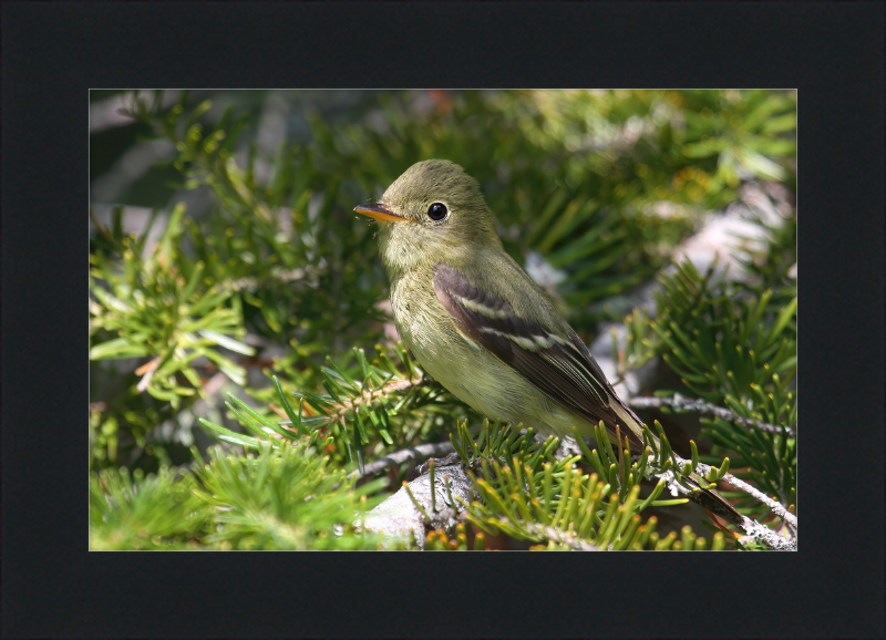 Empidonax Flaviventris - Great Pictures Framed