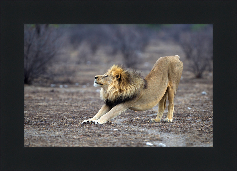 Panthera Leo Stretching in Etosha - Great Pictures Framed