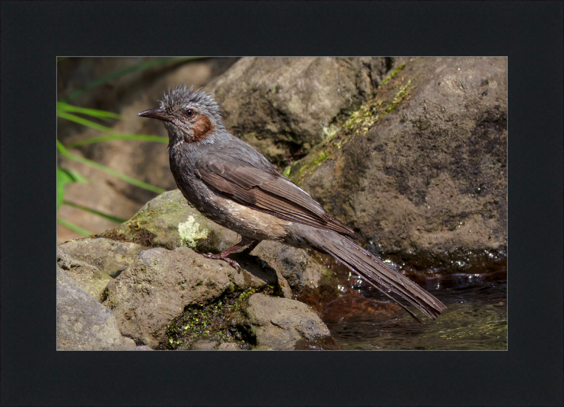The Brown-Eared Bulbul After Playing with Water - Great Pictures Framed