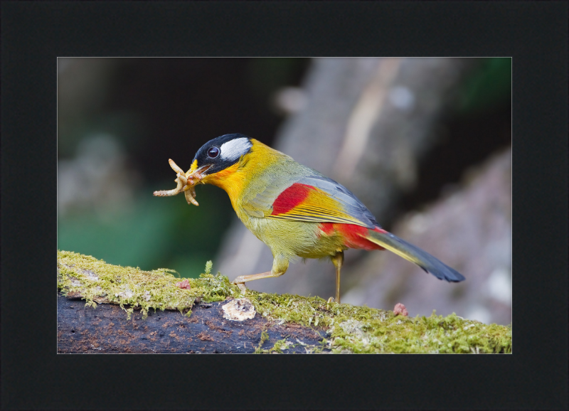 Leiothrix argentauris - Mae Wong - Great Pictures Framed