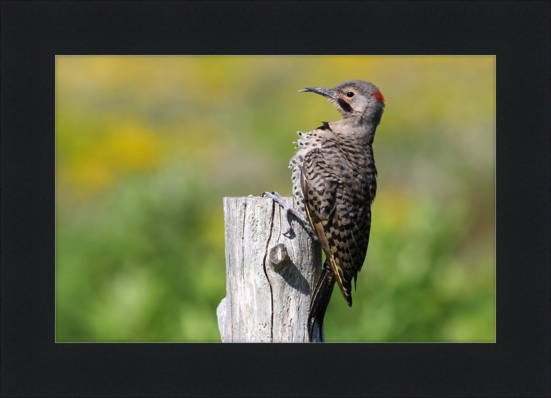 Colaptes Auratus - Great Pictures Framed