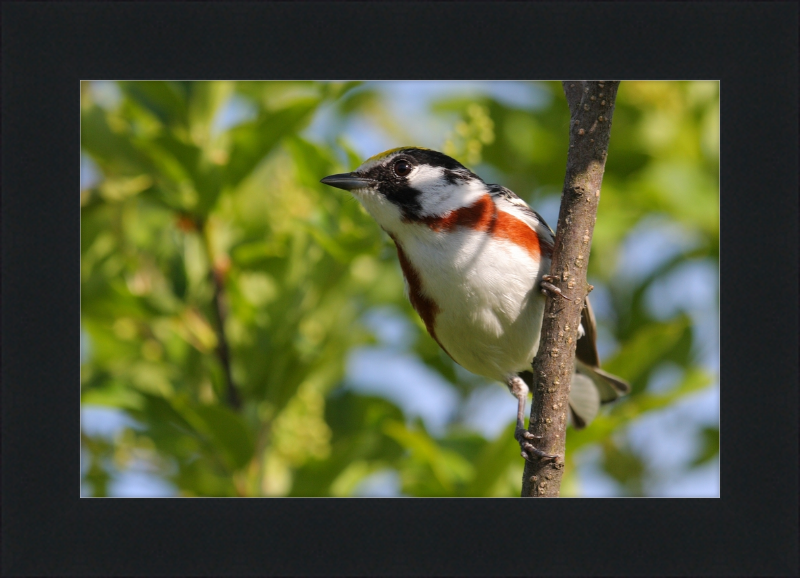 The Chestnut-sided Warbler - Great Pictures Framed