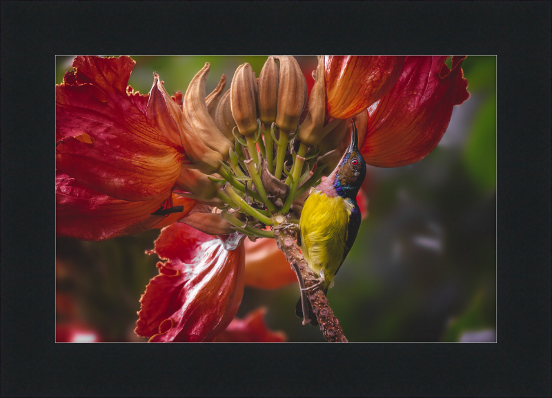 Flowerish Sunbird - Great Pictures Framed