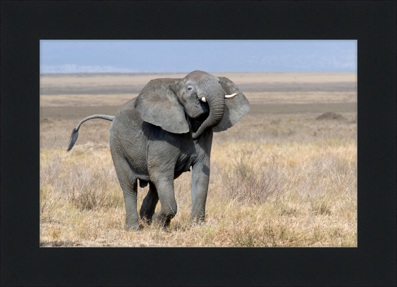 Loxodonta Africana on the Serengeti - Great Pictures Framed