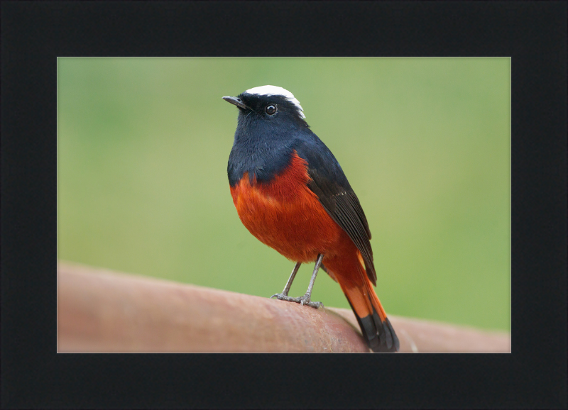 The White-capped Water Redstart - Great Pictures Framed