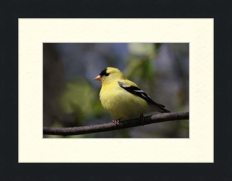 American Goldfinch - Great Pictures Framed