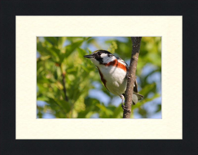 The Chestnut-sided Warbler - Great Pictures Framed