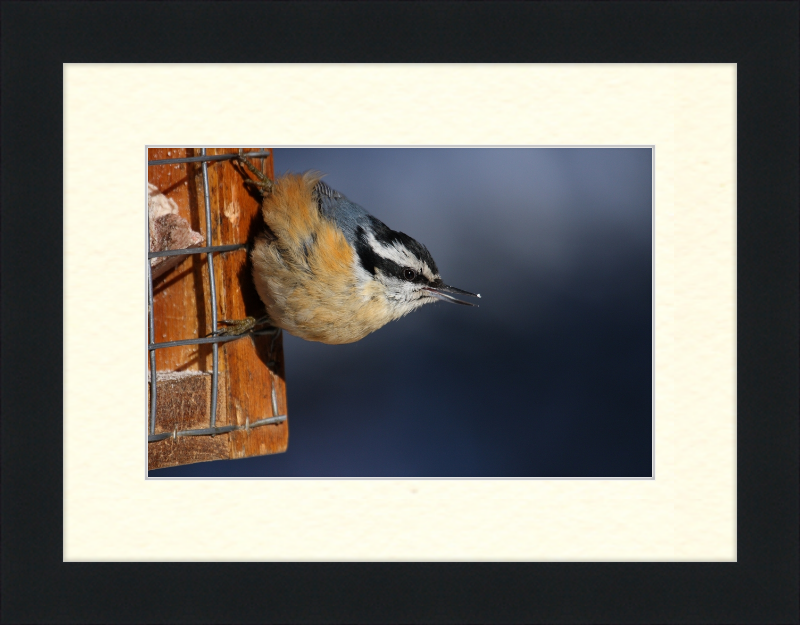 Sitta Canadensis - Great Pictures Framed