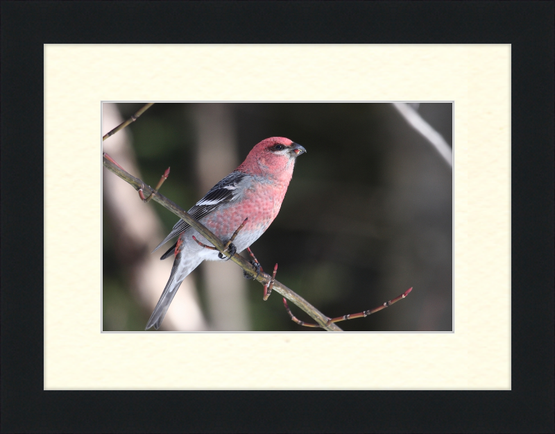 Pinicola Enucleator - Great Pictures Framed