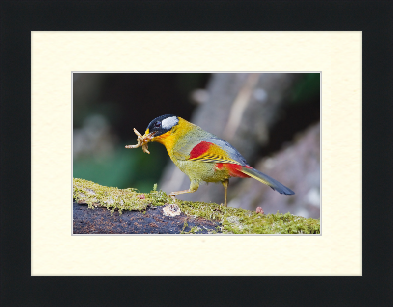 Leiothrix argentauris - Mae Wong - Great Pictures Framed