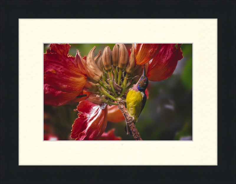 Flowerish Sunbird - Great Pictures Framed