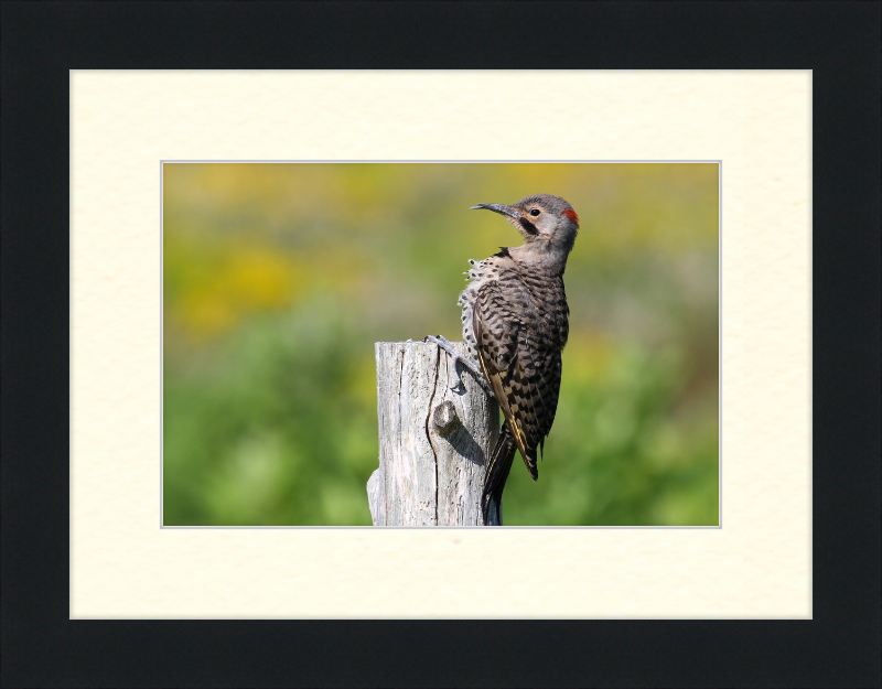 Colaptes Auratus - Great Pictures Framed