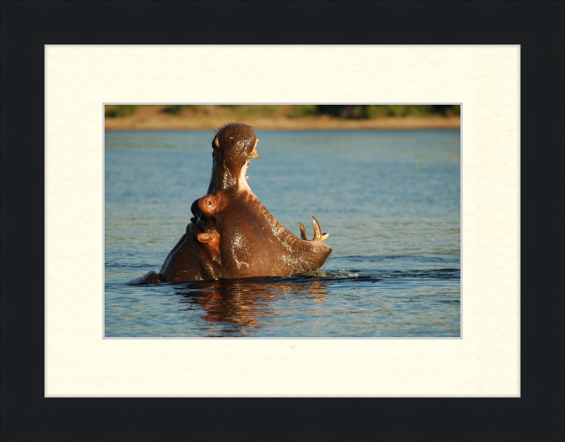 A Hippopotamus at Chobe River Front, Botswana - Great Pictures Framed