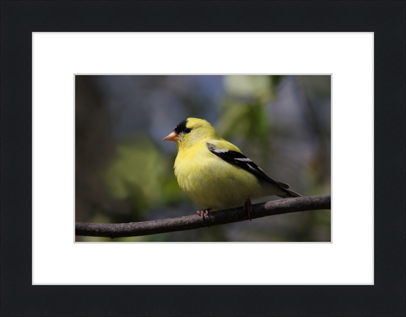 American Goldfinch - Great Pictures Framed