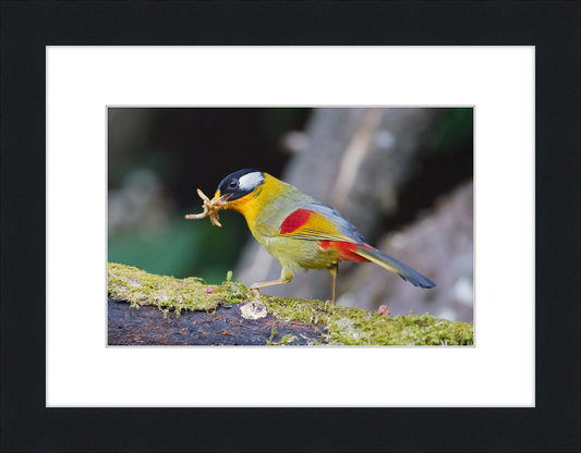Leiothrix argentauris - Mae Wong - Great Pictures Framed