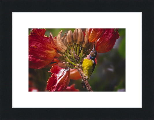 Flowerish Sunbird - Great Pictures Framed