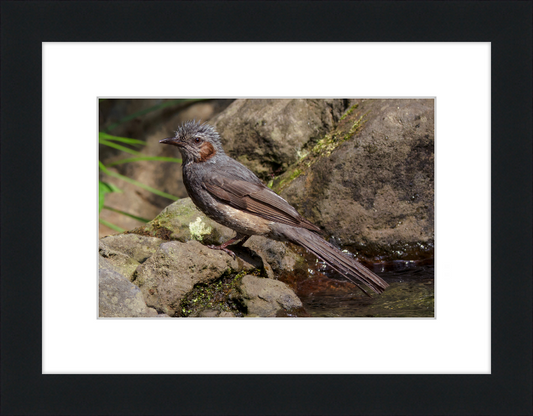 The Brown-Eared Bulbul After Playing with Water - Great Pictures Framed