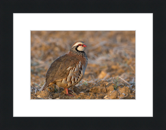 Perdrix Rouge - Great Pictures Framed