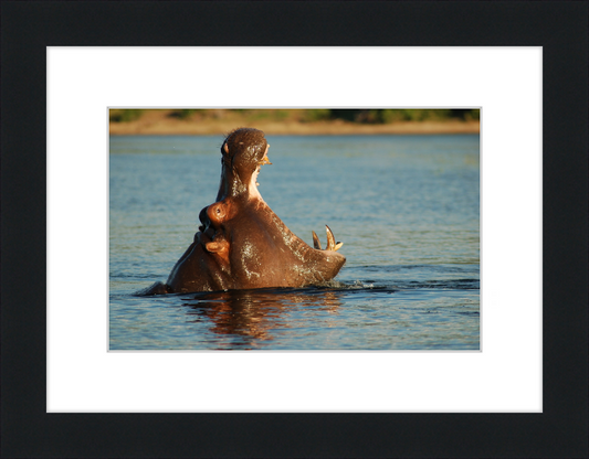A Hippopotamus at Chobe River Front, Botswana - Great Pictures Framed