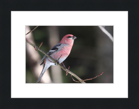 Pinicola Enucleator - Great Pictures Framed