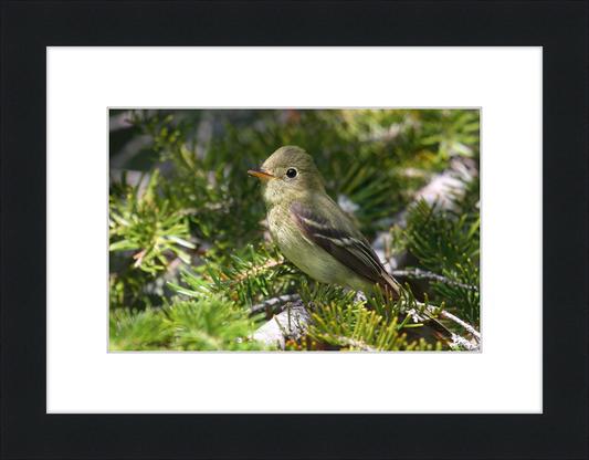 Empidonax Flaviventris - Great Pictures Framed