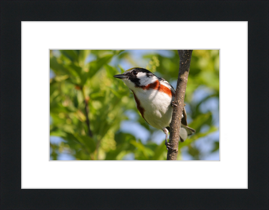 The Chestnut-sided Warbler - Great Pictures Framed