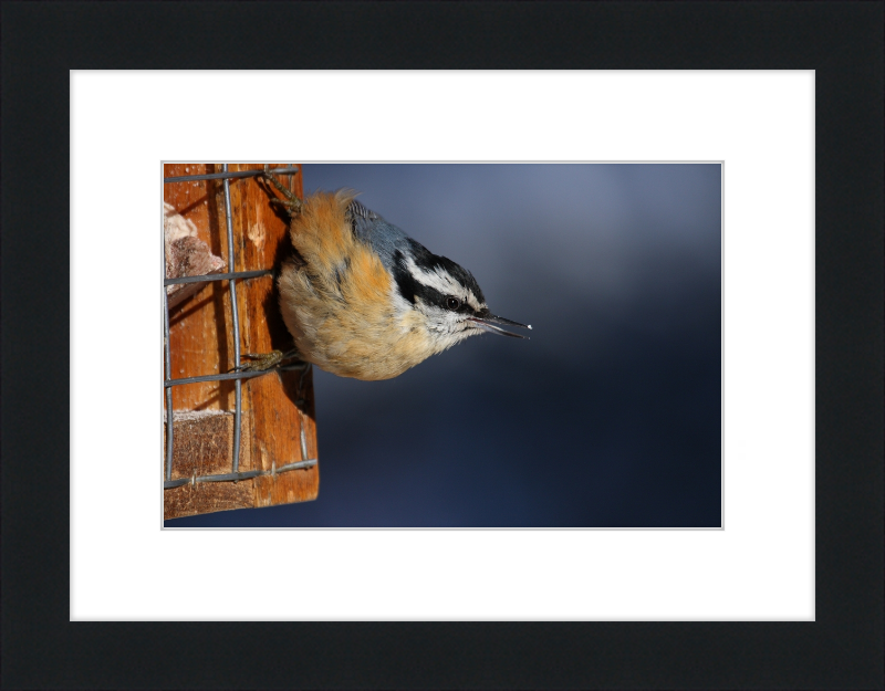 Sitta Canadensis - Great Pictures Framed