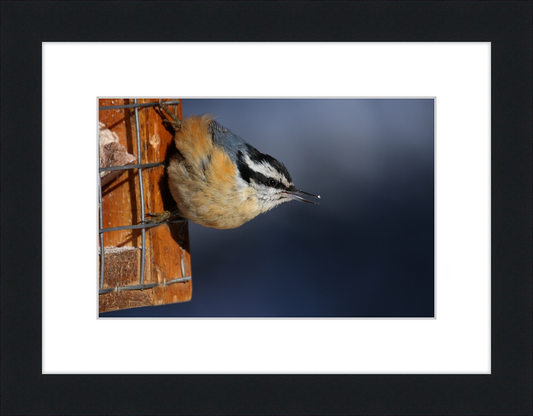 Sitta Canadensis - Great Pictures Framed