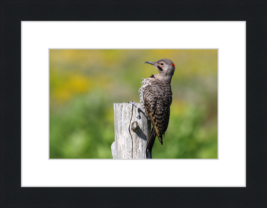 Colaptes Auratus - Great Pictures Framed