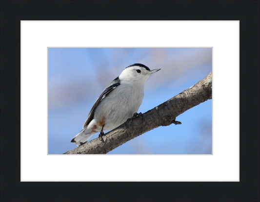 Sitta Carolinensis - Great Pictures Framed