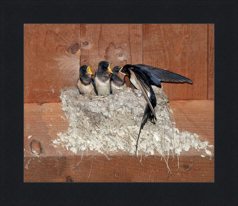 Hirundo Rustica - Great Pictures Framed