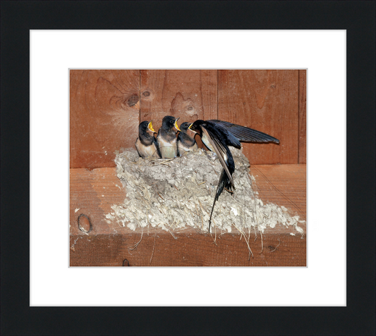 Hirundo Rustica - Great Pictures Framed