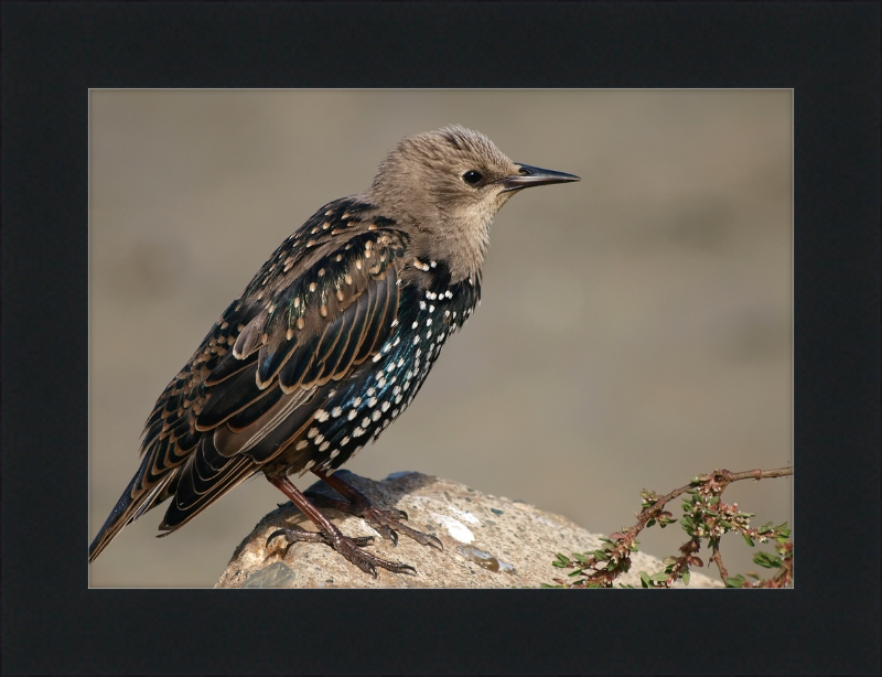 Sturnus vulgaris - Great Pictures Framed